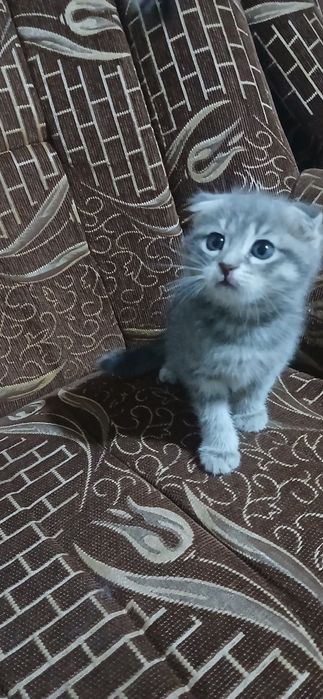 Срочно продам котят скоттиш фолд