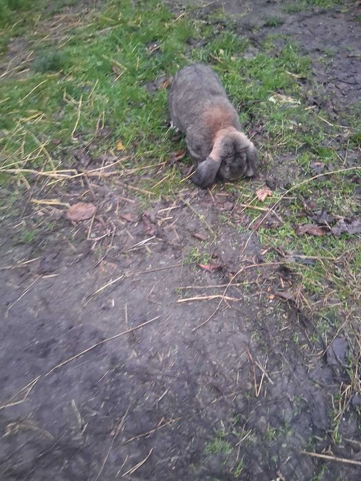 Iepure berbec german