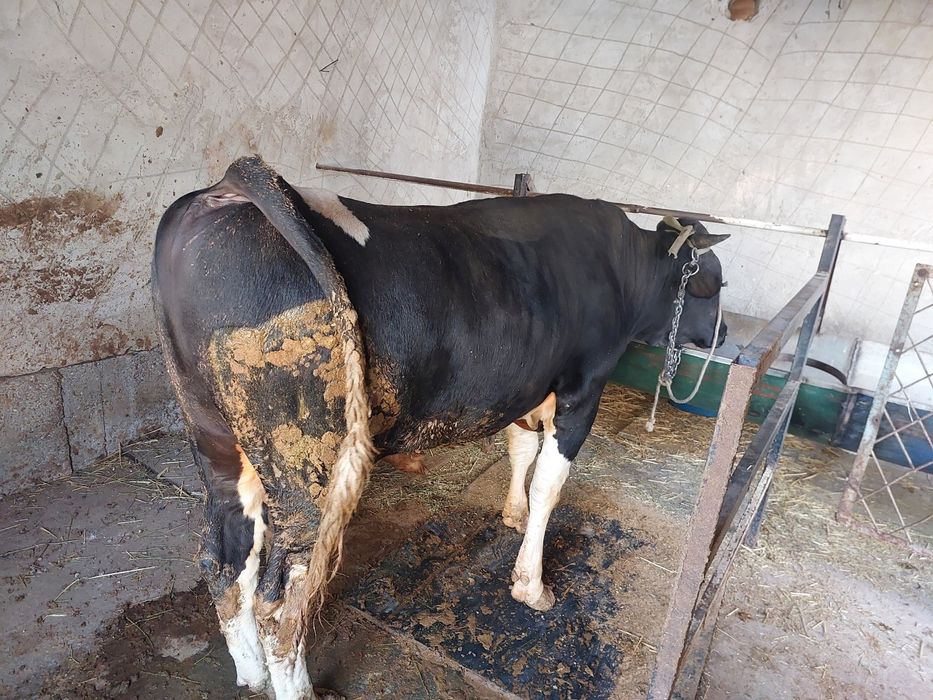 Buqa sotiladi tez va arzon