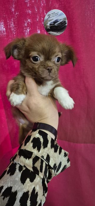 Chihuahua maro cu alb