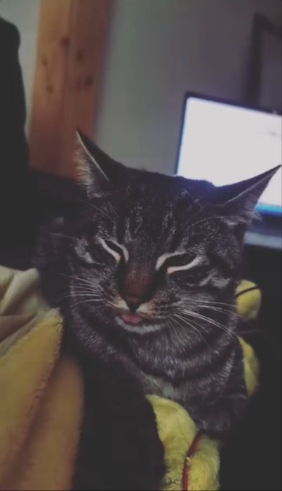 Pisici spre adoptie (2 motanei)