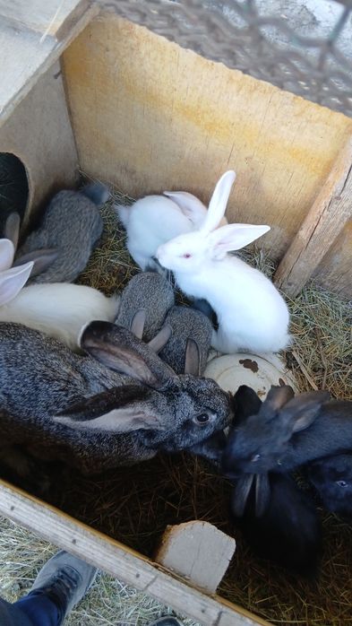 Продам крольчат продам