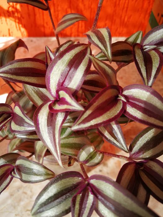 Продам черенки традесканции Зебрина