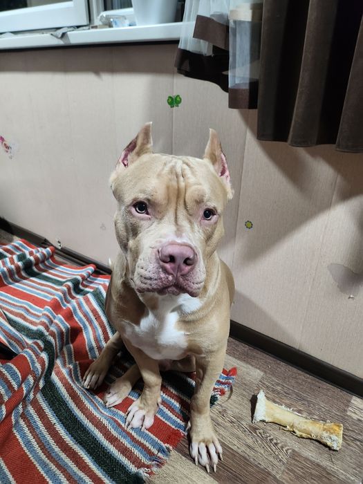 Нужна вязка. Американского питбуль терьера.