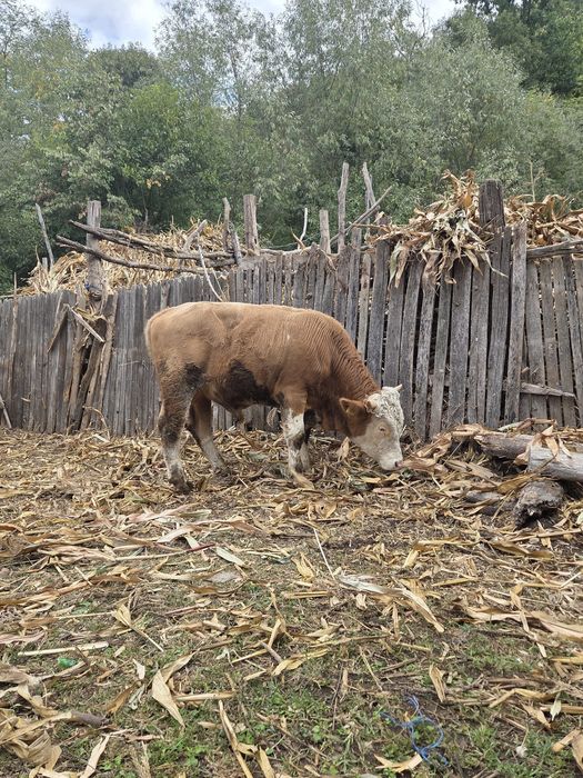 Taur de vânzare varsta1 1 an și 5 luni  aprox.350-400kg.