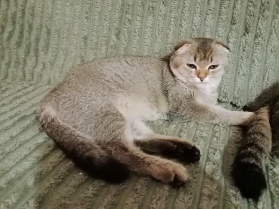 Разные котята Скоттиш фолд и Страйт