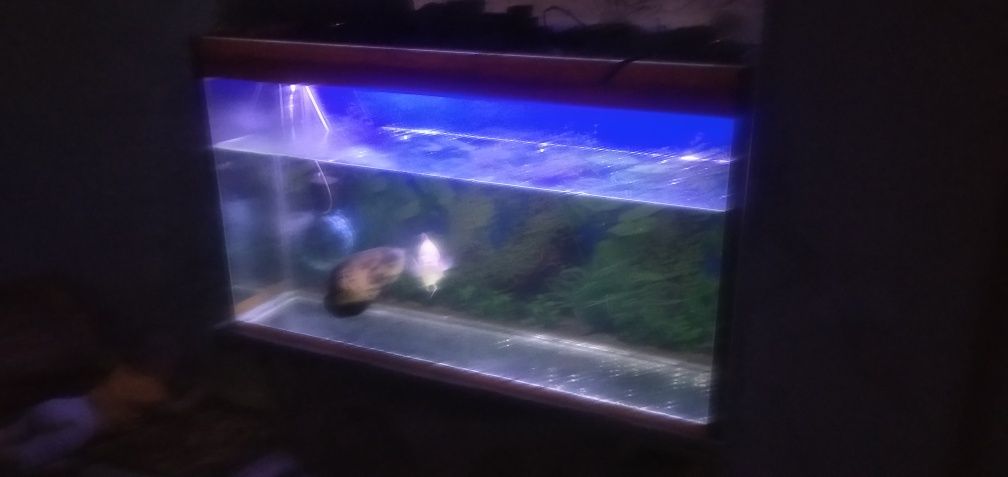Akvarium baligi bilan sotiladi