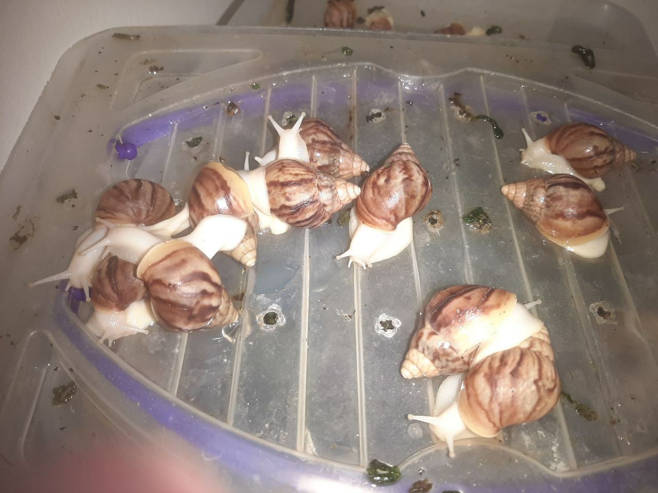 Ulitka (Axatin) sotiladi