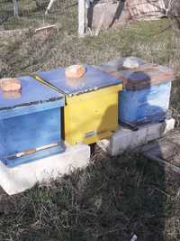 Vand 4Familii de albine, complete, pregatite pentru recolta