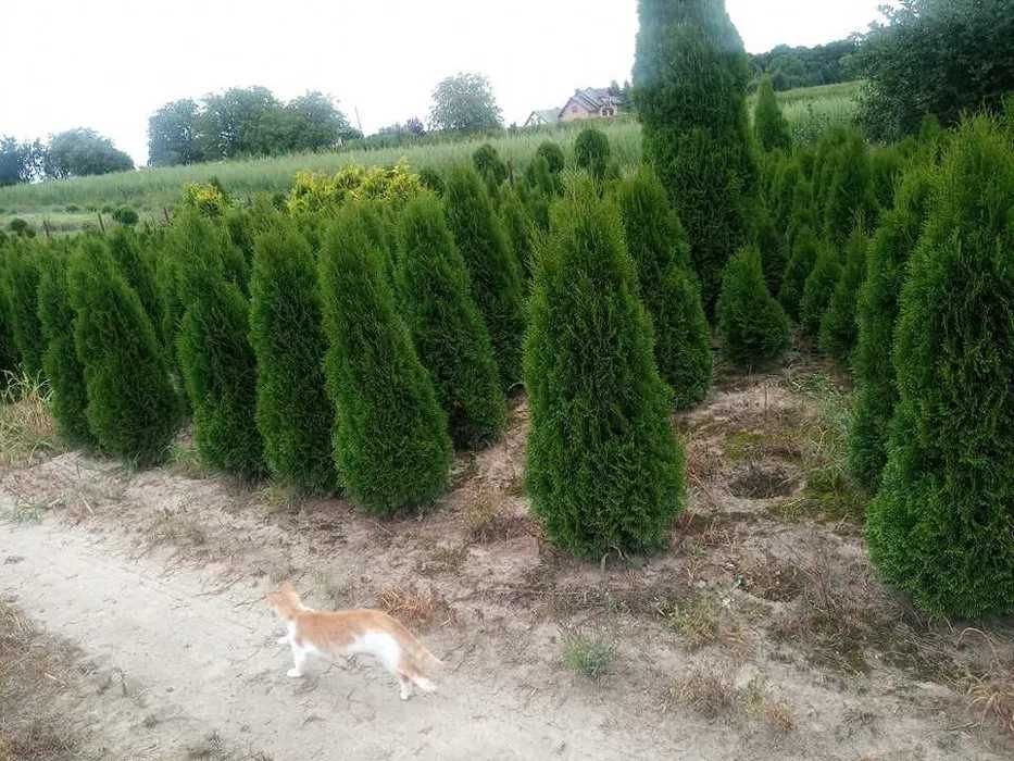 Tuia Thuia Thuja smaragd, gros, frumos, mare 100-120cm