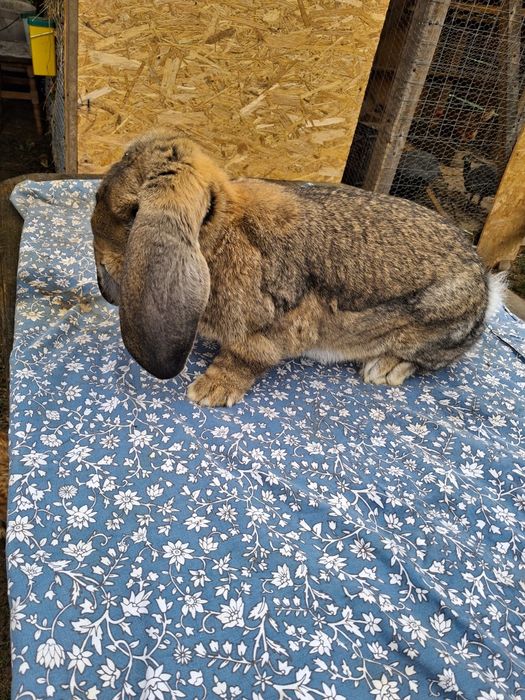 Vand iepuri hycole francez si berbec german