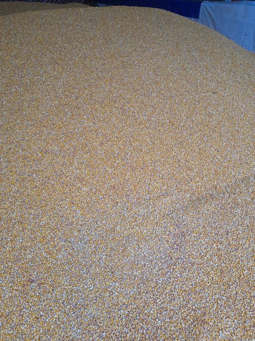 Porumb producția 2025