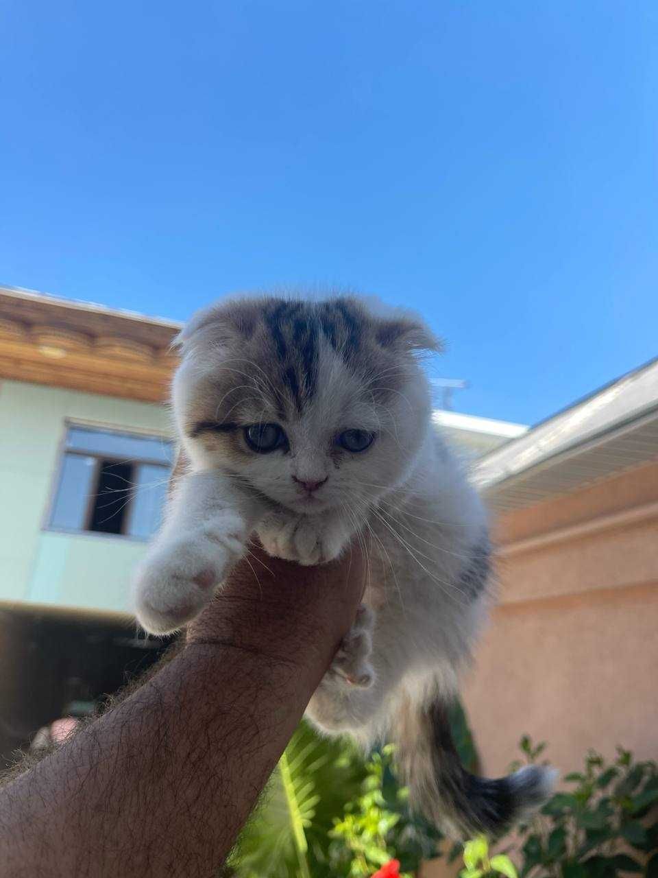scottish fold mushuk bolalri sotiladi