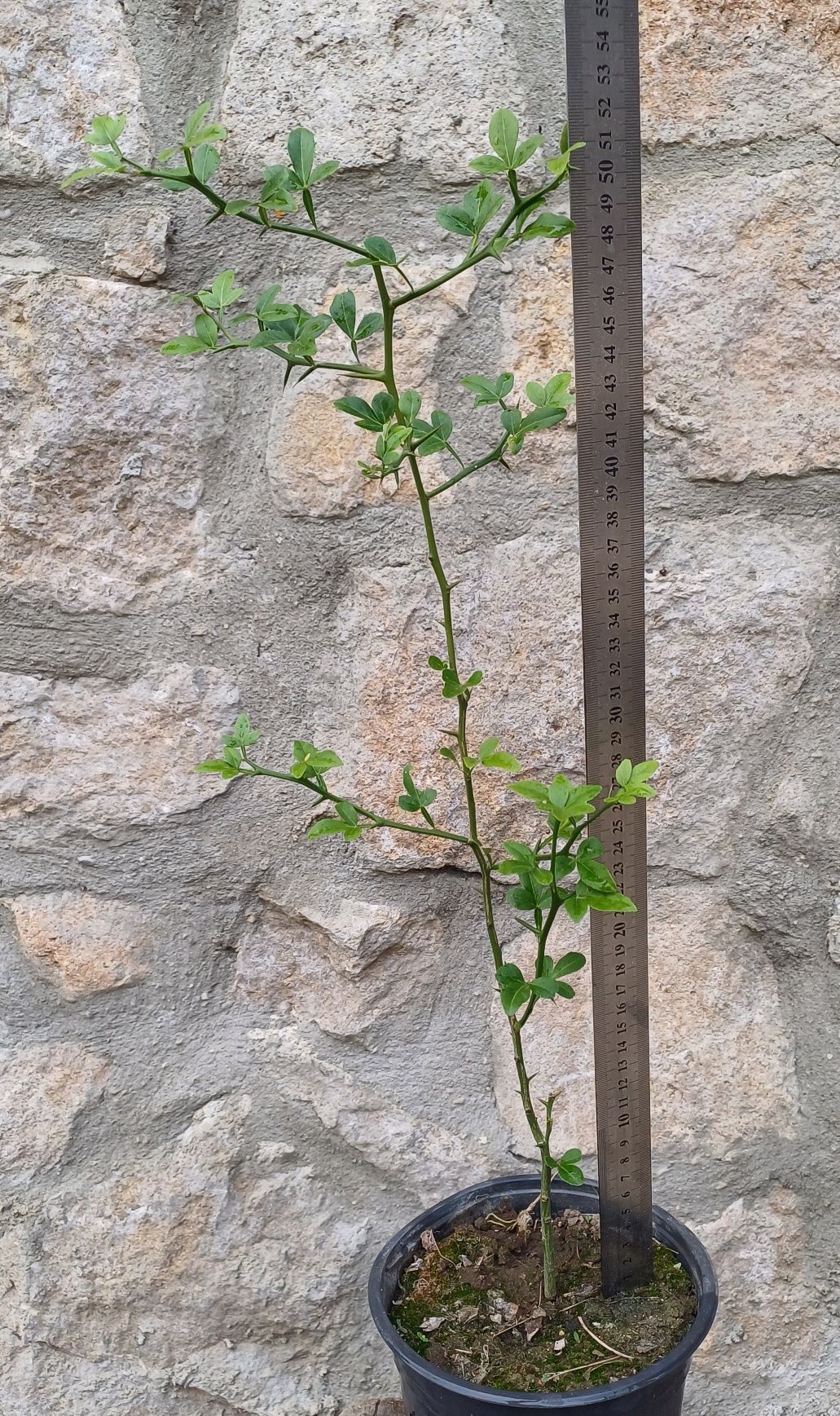 Див лимон / Poncirus trifoliata / Понцирус