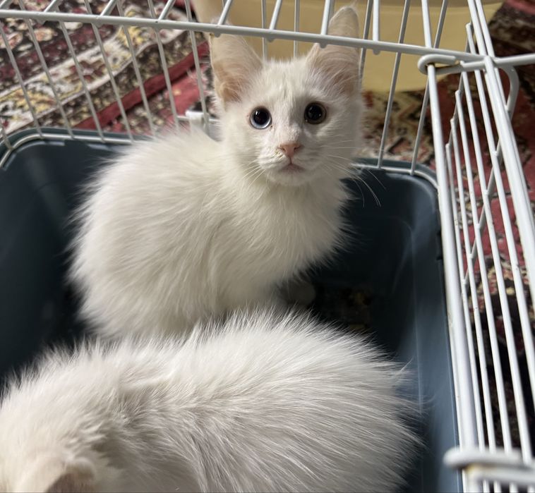 Toza qon turetskiy angora van