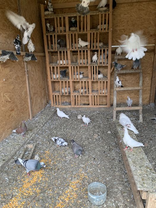 Vand porumbei voiajori