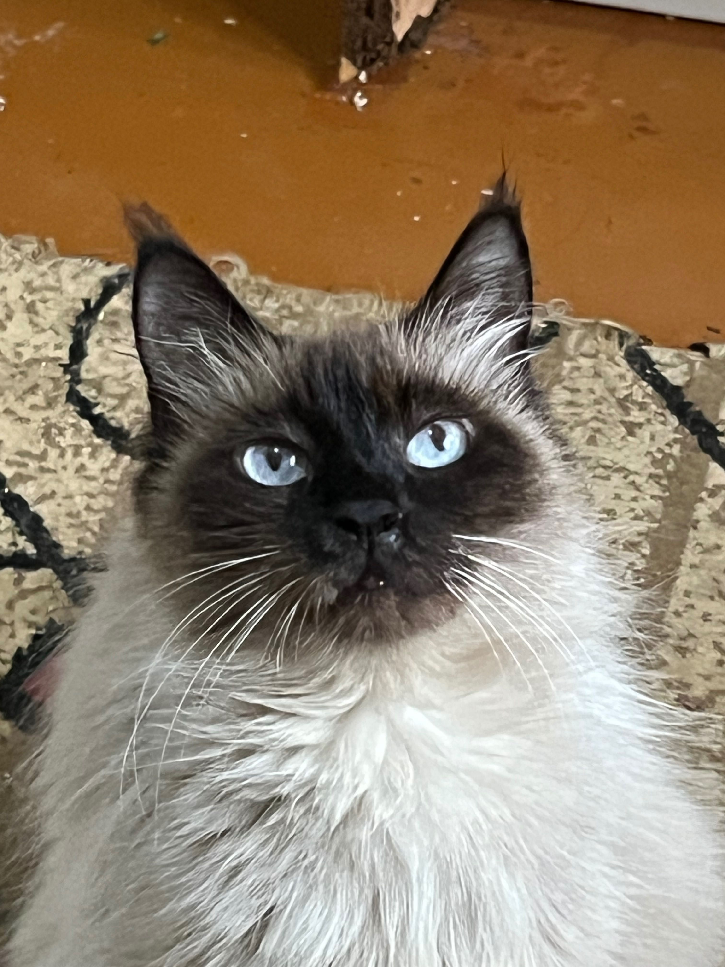 Продается Кошка с котятами