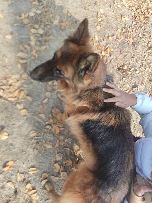 Сабака апчарка неметиски