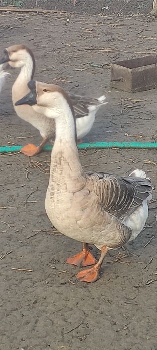 Gâște leșești de vânzare