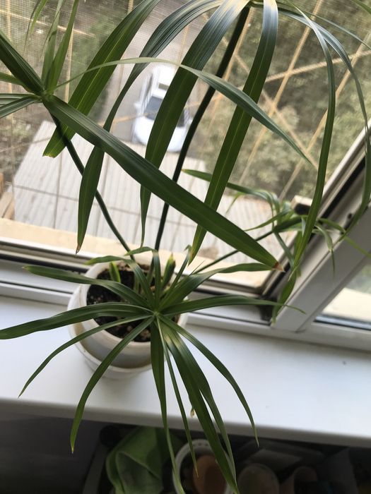 Продам ципериус!