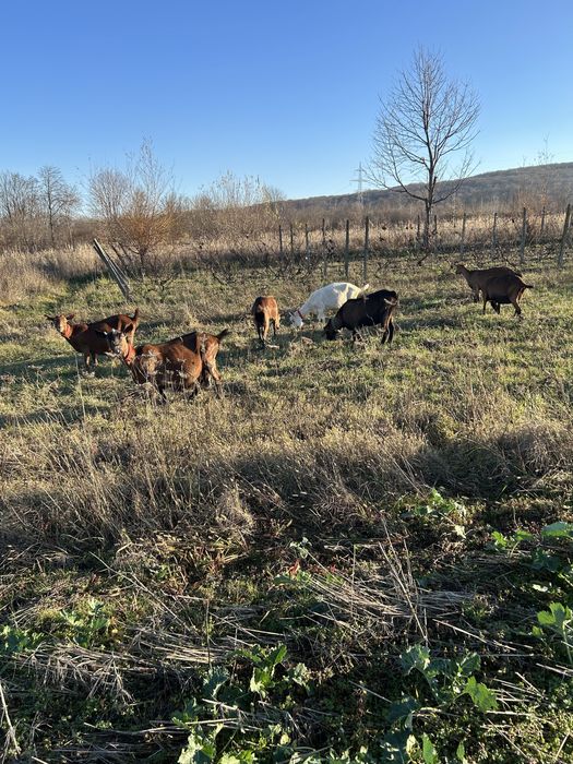 Capre de rasa de vanzare