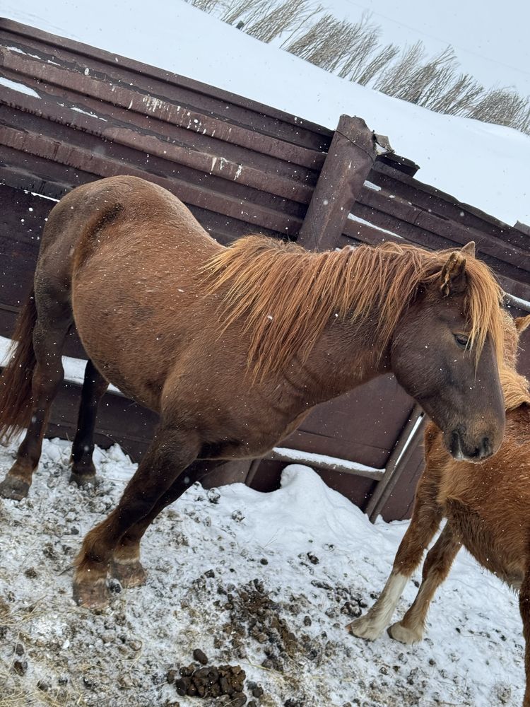 Продается жеребец