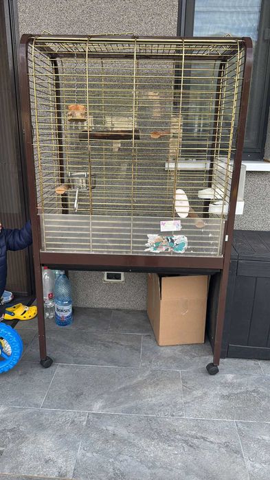 Cusca papagal marele Alexandru