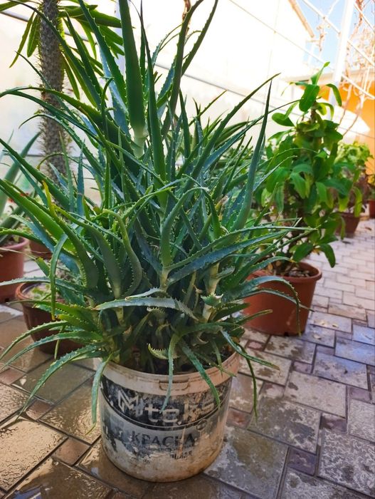 Цветы домашние лечебные