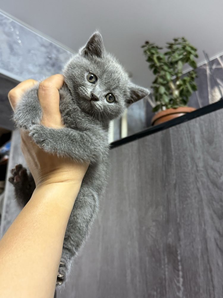Продаются котята