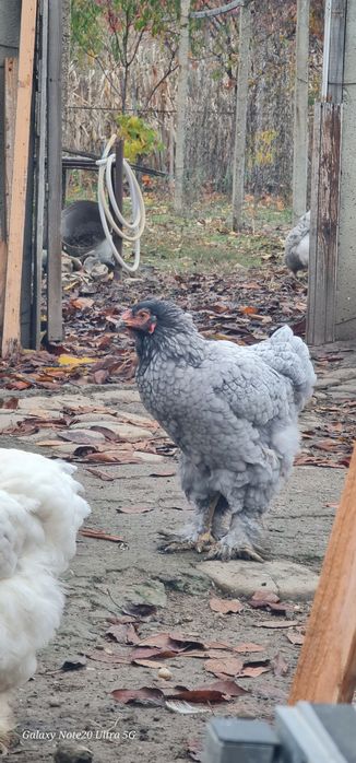 Brahma albastru,splash si alb