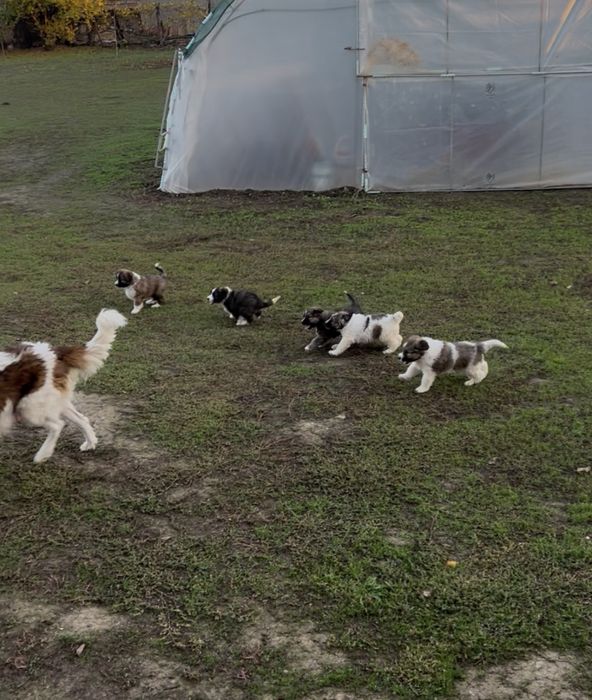 Малки кученца Каракачанки БОК