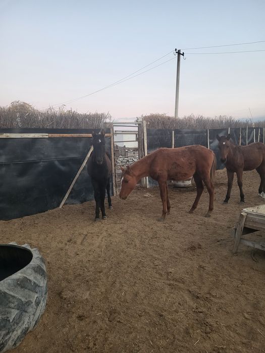 Жабағылар сатылады 200-250 аралығында