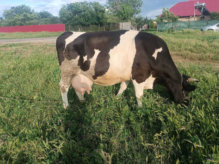 vaca de vanzare,de 5 vitei,foarte blanda.