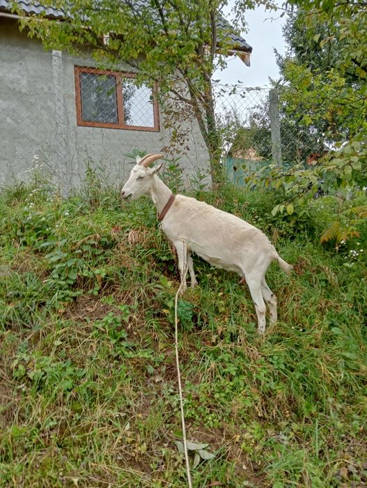 Vând capră de rasa sanen montată,mai da un litru de lapte la zi