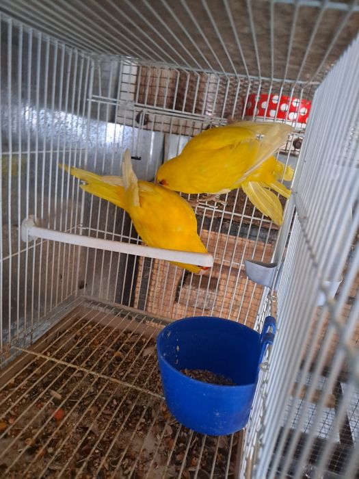 Papagali kakariki, perusi