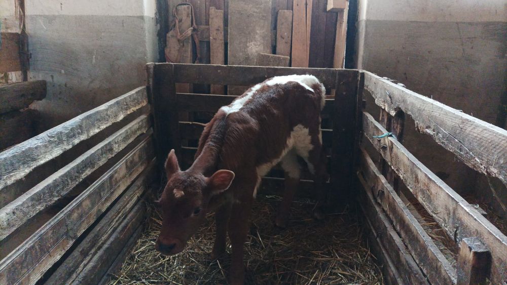 Vitea baltata de 2 saptamani