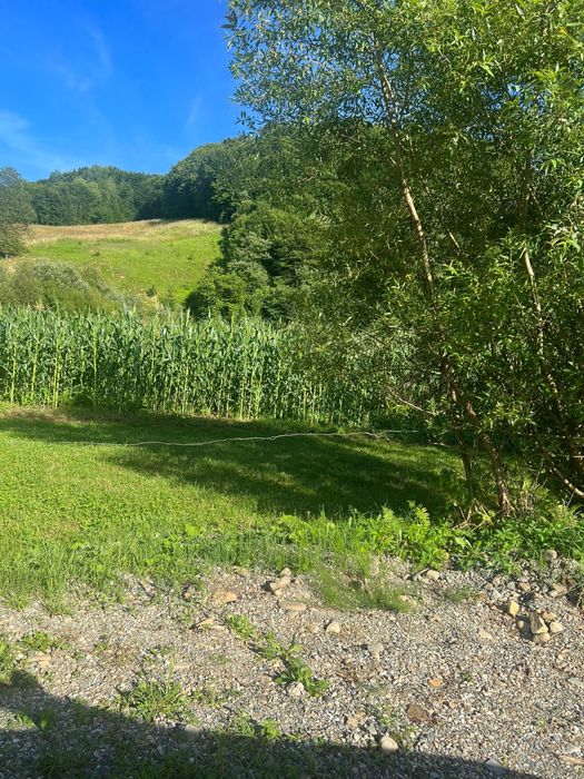 Casa + teren + padure sat Moliset, jud Bistrita Nasaud