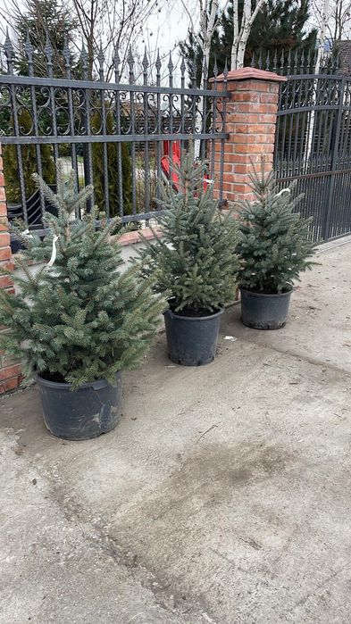 Gazon plante ornamentale sistem de irigat