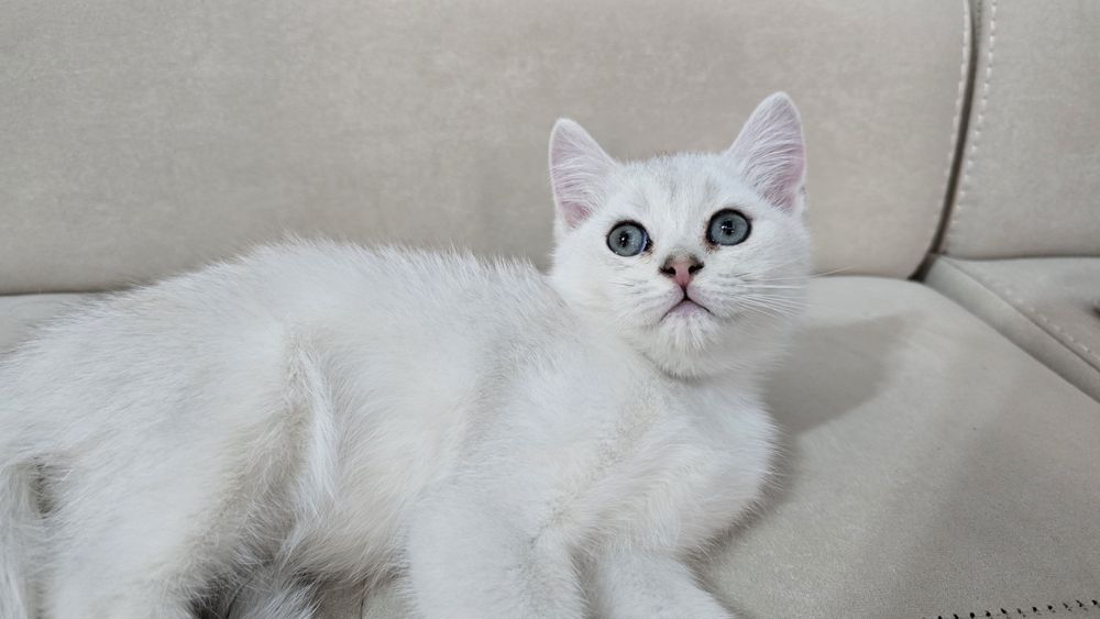 Toza qon Britan seribristiy shinshila sotladi ug'il va qiz