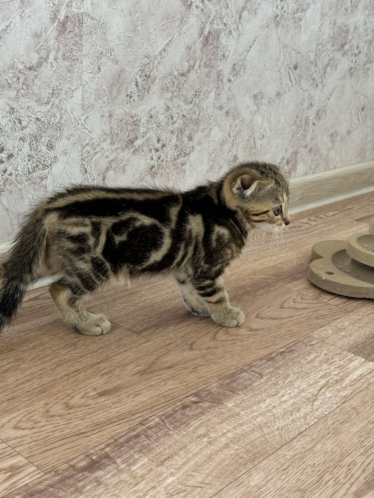 Шотландские котята ищут хозяев