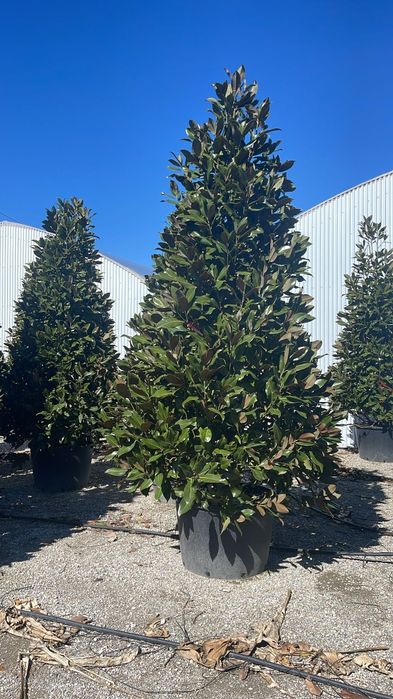 Palmierii rezistenți la îngheț magnolia grandiflora