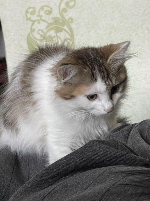 Отдаем котенка даром