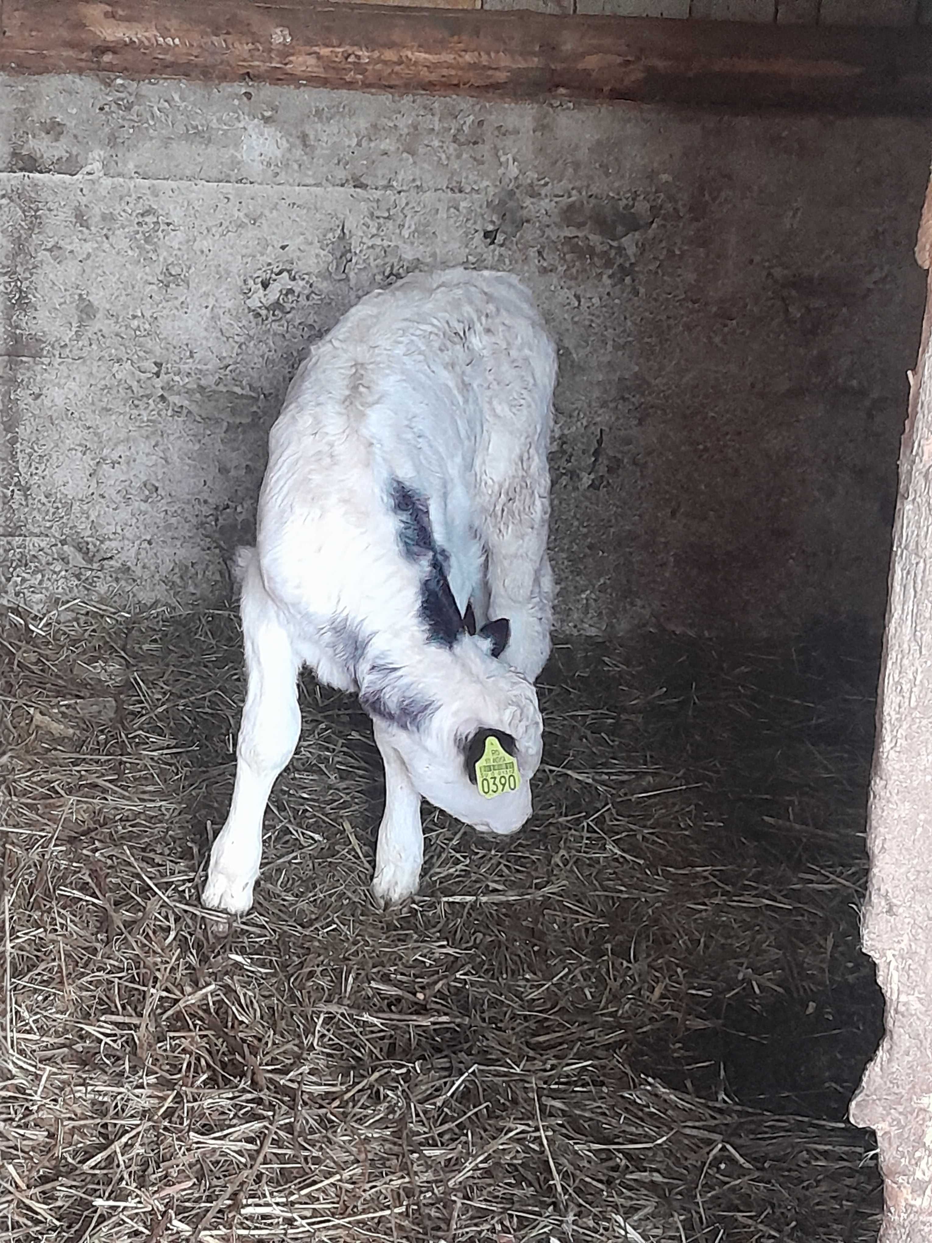 De vanzare boulet albastru belgian de 10 zile