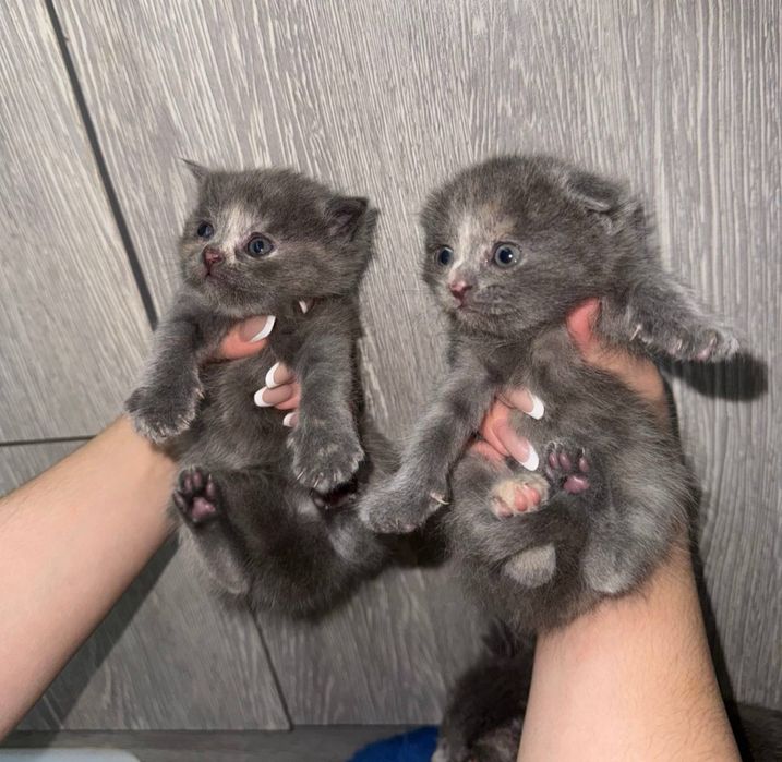 Продаются очаровательные вислоухие котята!