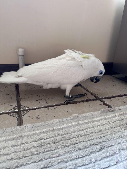 Какаду Голубо Глазый (Blue eyes cockatoo) 5 ойлик куш донга тушкан.