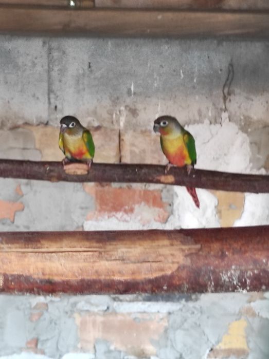 Продавам папагали пирура молина