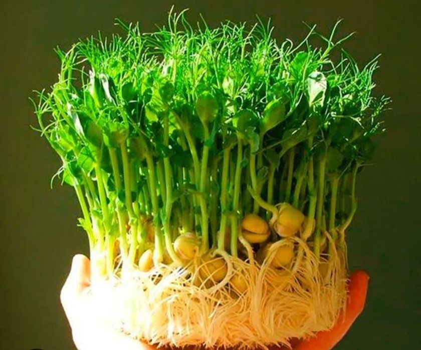 Микрозелень сатылады.