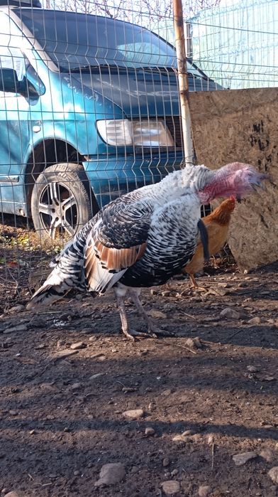 Curcan românesc crescut natural