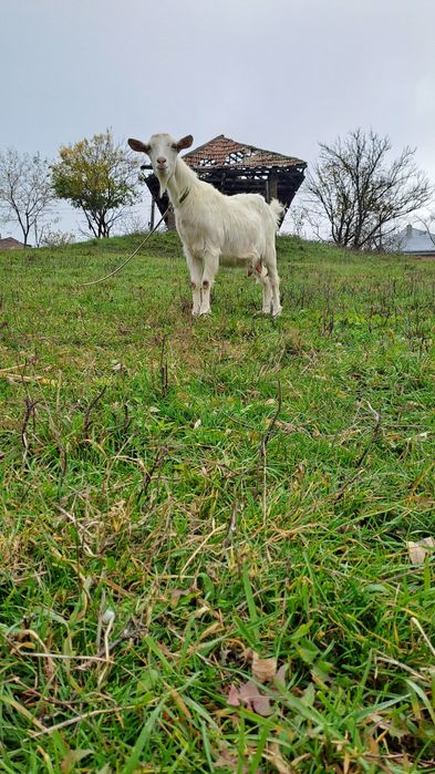 Vând capre în comuna Drăgușeni jud Botoșani