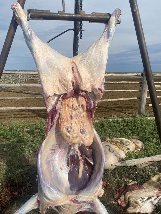 Продам мясо говядина.